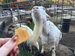 -神户市立六甲山牧场