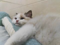 -小猫来了·猫舍(红山六九七九店)