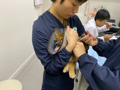 -喜多萌中农锦绣动物医院24H·猫科·牙科MRI·CT