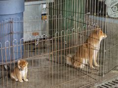 -柴犬高等学院·狗咖·柴犬售卖·宠物训练