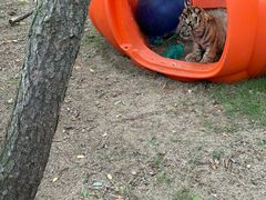 -西霞口神雕山野生动物世界