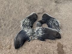 -鄂尔多斯野生动物园