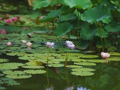 -国家植物园南园