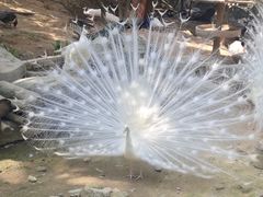 -泉州海丝野生动物世界