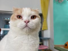 -猫在这儿猫咪咖啡馆·撸猫馆