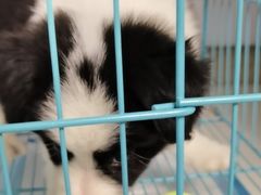 -翊宠yipet猫狗购宠庄园犬舍•猫舍