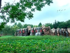 -微山湖红荷湿地景区