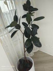 -HEYAN荷妍专业脱毛连锁机构