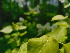 -黑龙江省森林植物园