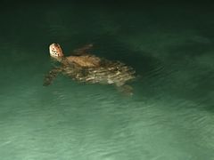 -卡帕莱度假村(西巴丹岛)