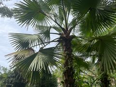-中国科学院西双版纳热带植物园