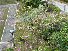 -平安（深圳）金融教育培训中心