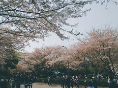 -武汉大学-樱园