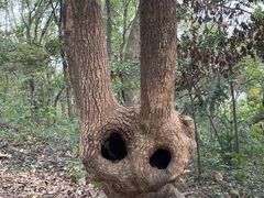 -上海佘山国家森林公园天马山园