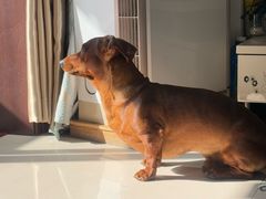 -艾贝尔宠物医院 ·内科全科(梁溪路店)