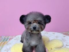 -翊宠yipet猫狗购宠庄园