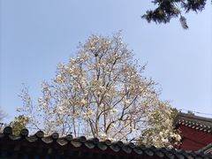 -香山公园