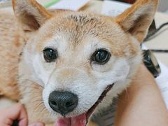 -艾贝尔宠物医院 ·内科全科(梁溪路店)