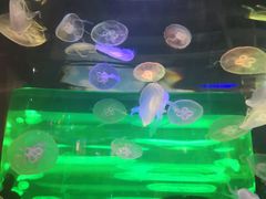 -泉城欧乐堡海洋极地世界