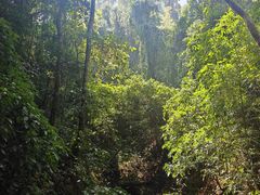 -西双版纳原始森林公园