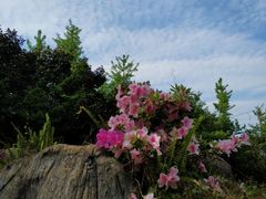 -铁山坪森林公园