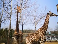 -大连森林动物园