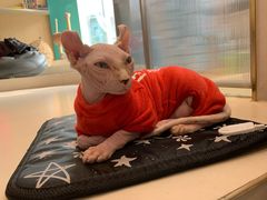 -飞行喵MR PILOT|猫舍·猫咖(静安大融城店)