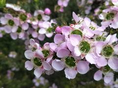 -墨尔本皇家植物园