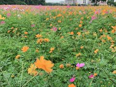 -广东花都湖国家湿地公园