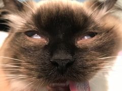 -爱贝特动物医院·猫口炎专科