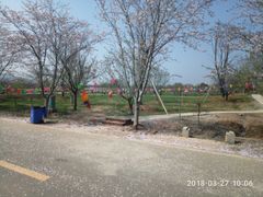 -天王浮山樱花园