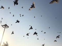 -白鹭洲公园