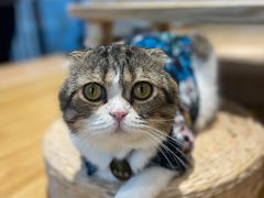 -啵啵喵·猫咖(攀华国际店)