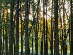 -上海共青森林公园