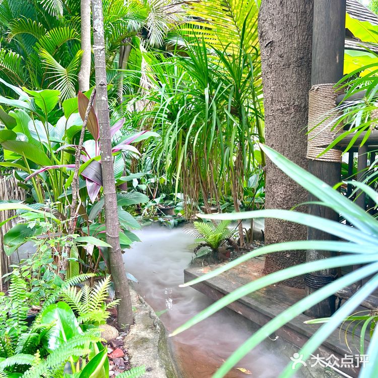 🌴l西双版纳🍃一秒穿越热带雨林

