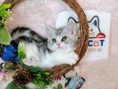 -十年猫舍·猫咪专门店(普陀店)