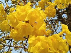 -天适樱花悠乐园