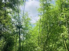 -阿依河景区