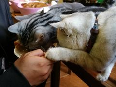 -李小姐の猫咖啡馆(五角场店)
