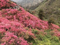 -木兰云雾山