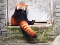-都江堰中华大熊猫苑