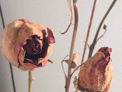 -水一方现烤鱿鱼丝大连特产(高新苏宁百货店)