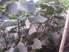 -马陆小张葡萄园农家乐