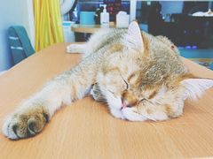 -猫在这儿猫咪咖啡馆·撸猫馆