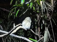 -夜间野生动物园