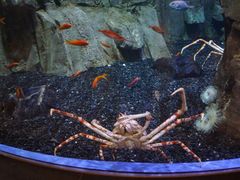 -迪拜水族馆及水下动物园