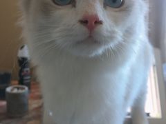 -猫大福·Fortune Cat猫舍(百子湾店)