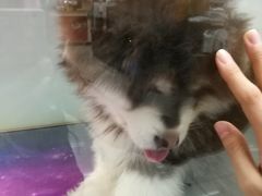 -乐宠宠物店(世纪金源店)