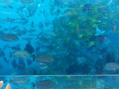 -瑞德姆美人鱼海底演艺主题餐厅(亚龙湾店)