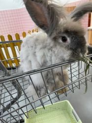 -Moni星球萌宠·小马宝莉·灵蛇·高端高阶全萌宠互动体验俱乐部(红豆国际广场店)